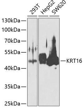 KRT16 Antibody
