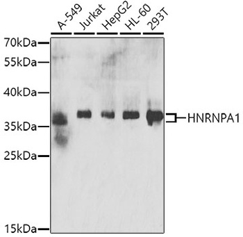 HNRNPA1 Antibody