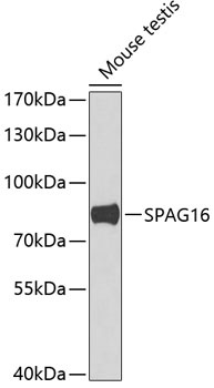 SPAG16 Antibody