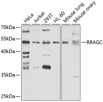 RRAGC Antibody