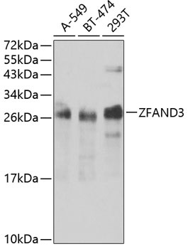 ZFAND3 Antibody