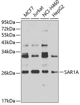 SAR1A Antibody