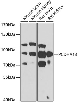 PCDHA13 Antibody