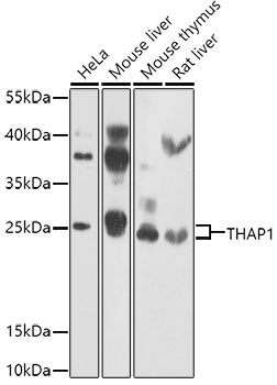 THAP1 Antibody