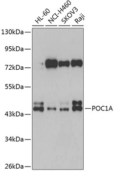 POC1A Antibody
