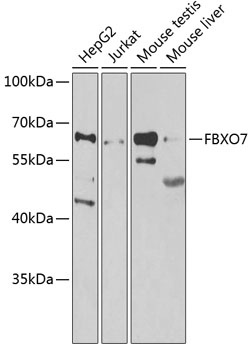 FBXO7 Antibody