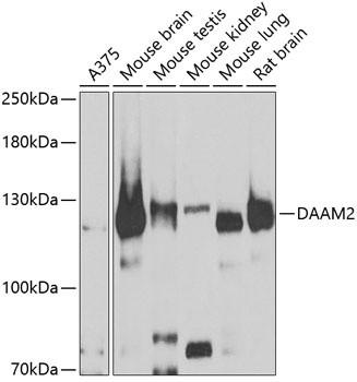 DAAM2 Antibody