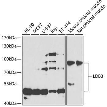 LDB3 Antibody
