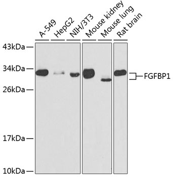 FGFBP1 Antibody