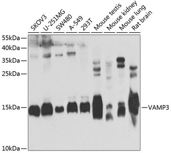 VAMP3 Antibody