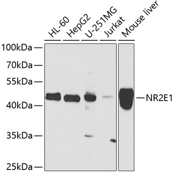 NR2E1 Antibody
