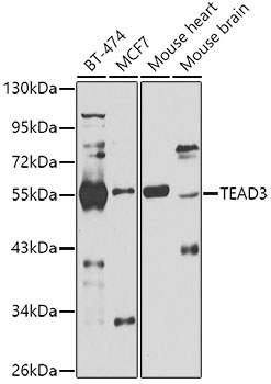 TEAD3 Antibody