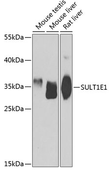 SULT1E1 Antibody