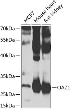 OAZ1 Antibody