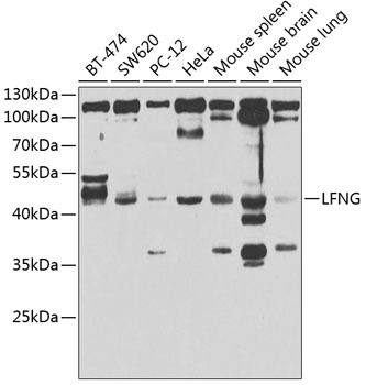 LFNG Antibody