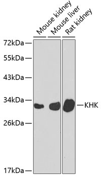 KHK Antibody