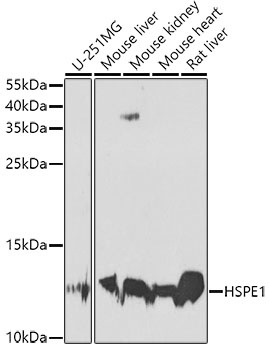 HSPE1 Antibody