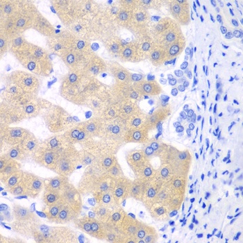 CYP2C18 Antibody