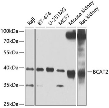 BCAT2 Antibody