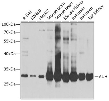 AUH Antibody