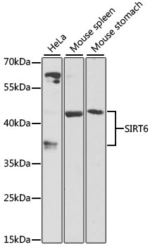 SIRT6 Antibody