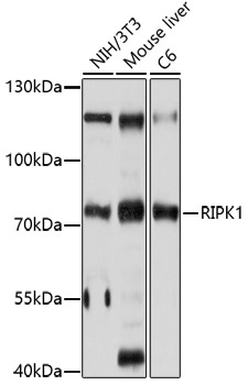 RIPK1 Antibody