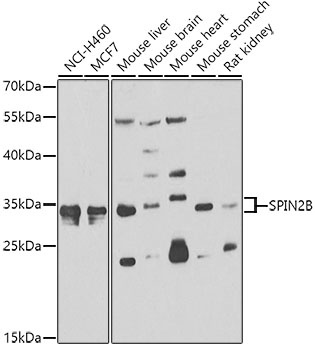 SPIN2B Antibody