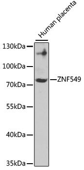 ZNF549 Antibody