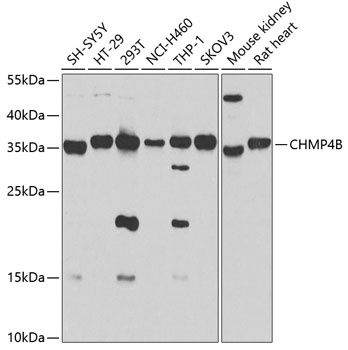 CHMP4B Antibody