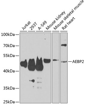 AEBP2 Antibody