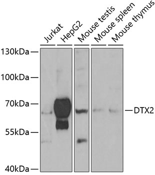 DTX2 Antibody