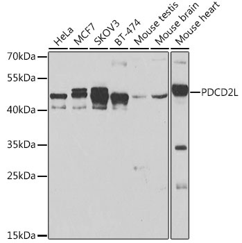 PDCD2L Antibody
