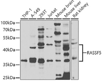 RASSF5 Antibody