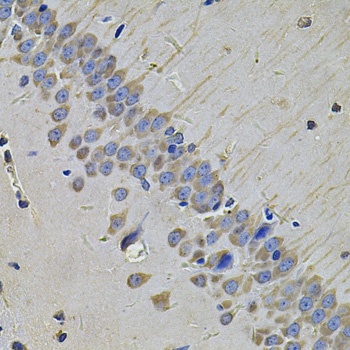 NAA50 Antibody