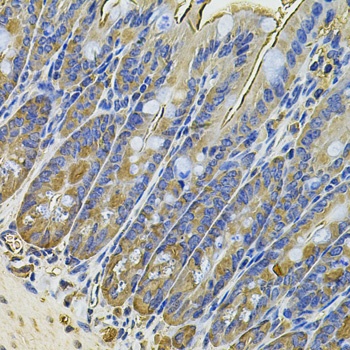 NAA50 Antibody