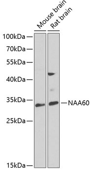 NAA60 Antibody
