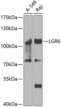 LGR6 Antibody
