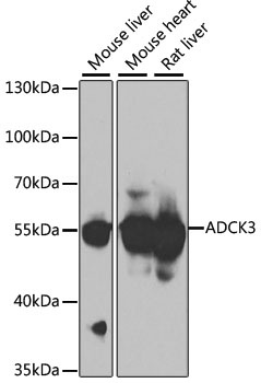 ADCK3 Antibody