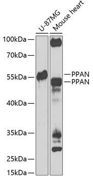 PPAN Antibody