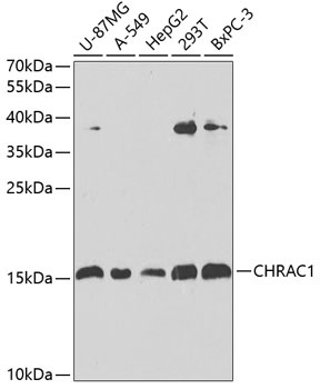 CHRAC1 Antibody