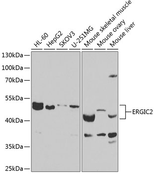 ERGIC2 Antibody