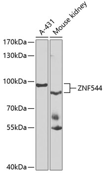 ZNF544 Antibody