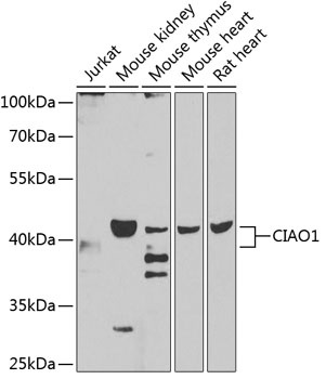 CIAO1 Antibody
