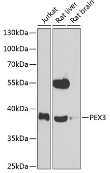PEX3 Antibody