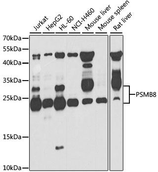 PSMB8 Antibody