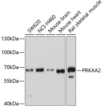 PRKAA2 Antibody