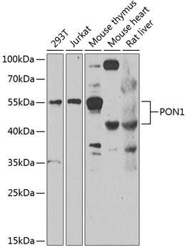 PON1 Antibody