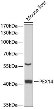 PEX14 Antibody