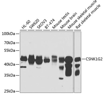 CSNK1G2 Antibody