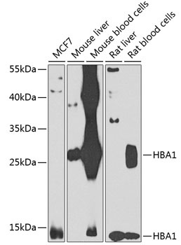 HBA1 Antibody